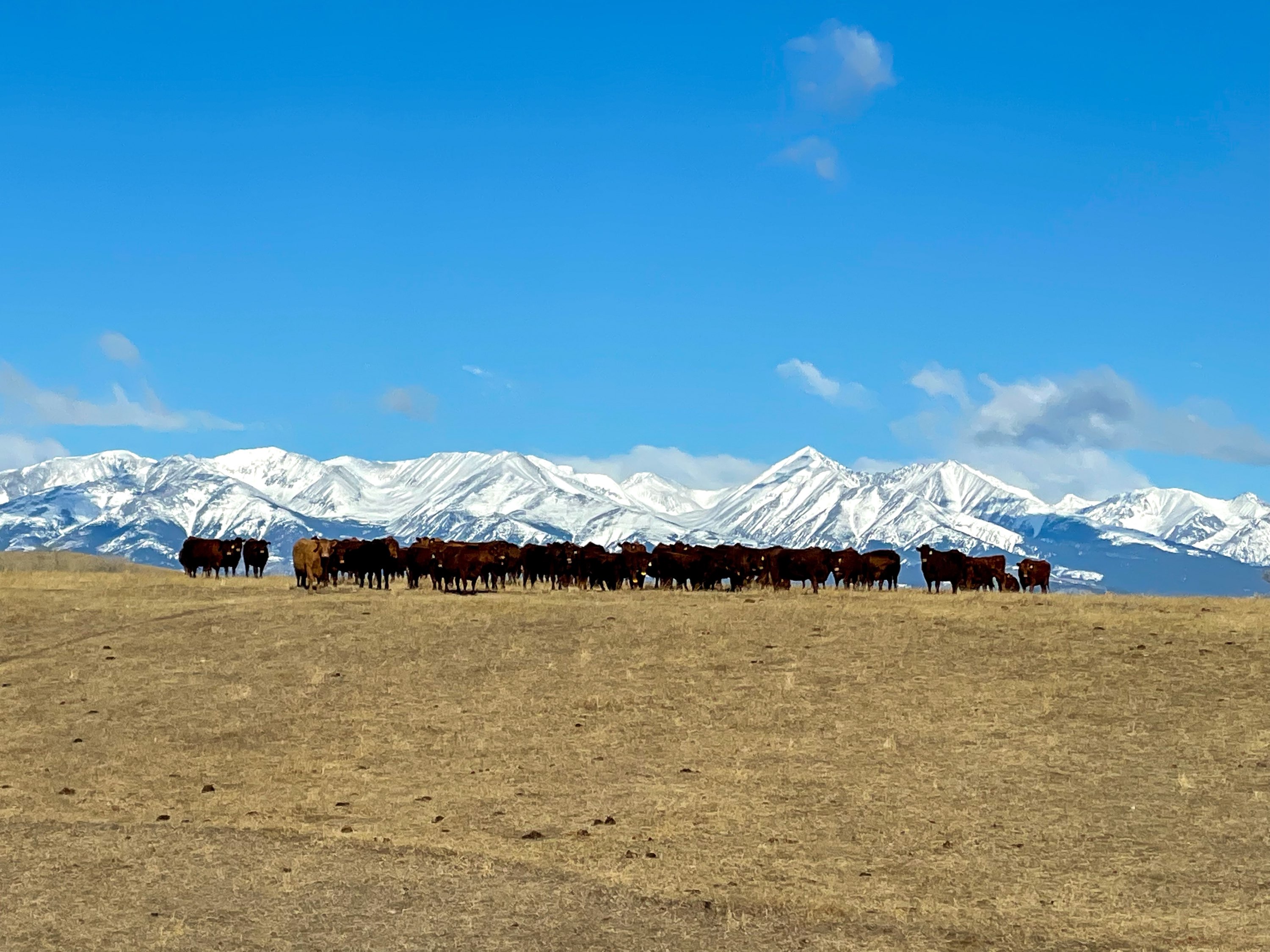 Cows and Crazies.jpg