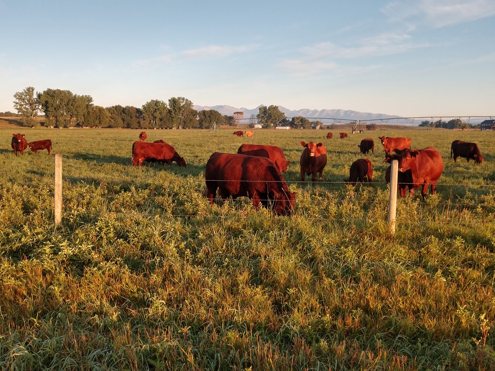 Cows grazing at sunrise 2.jpg