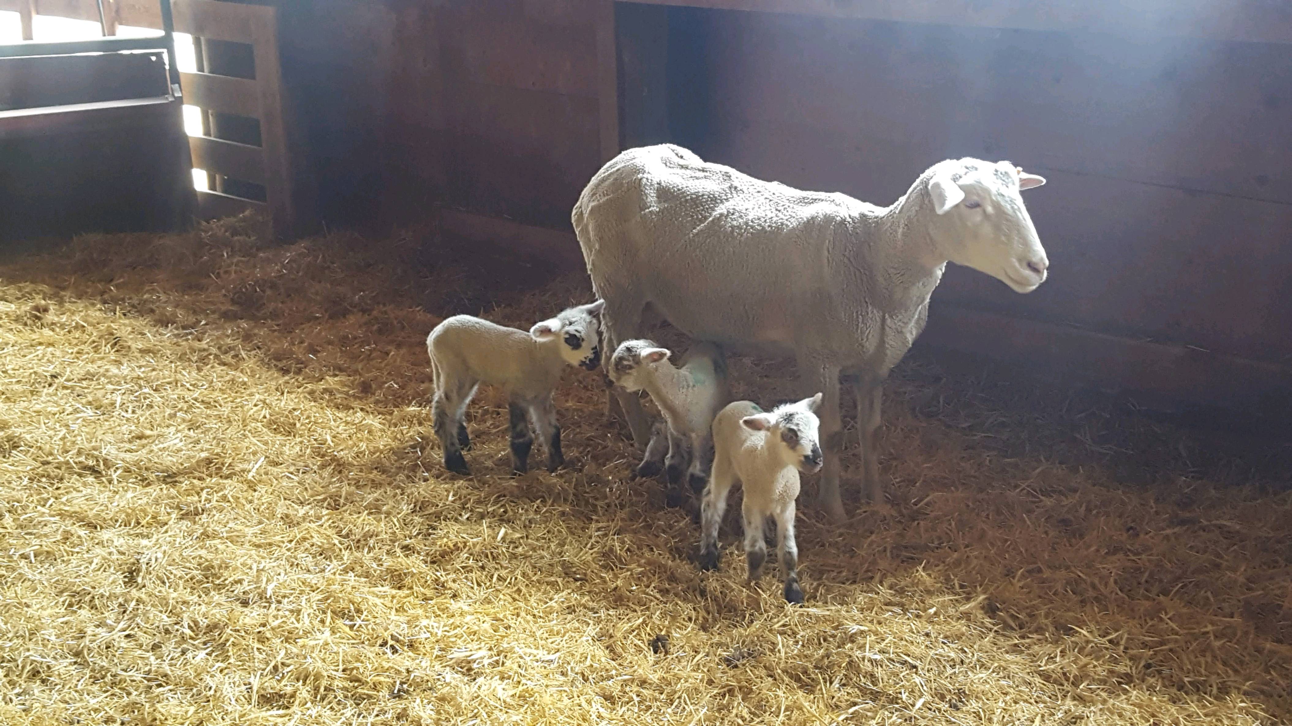 Ewe and triplets.jpg