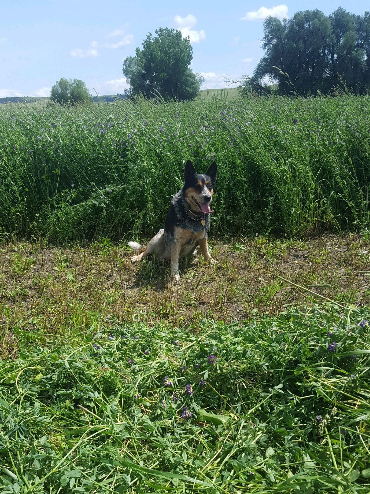 Pepper the Herding Dog.jpg